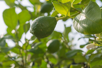 Lemon - Zitrone am Baum