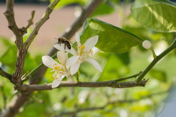 Biene auf der weissen Blüte 