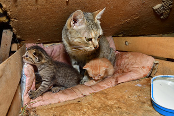 small cats suck milk from the mother in the nest