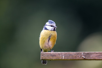 Blaumeise am Vogelhaus