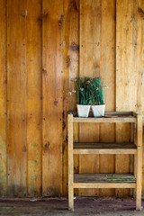 Fototapeta na wymiar green plant on the wooden table