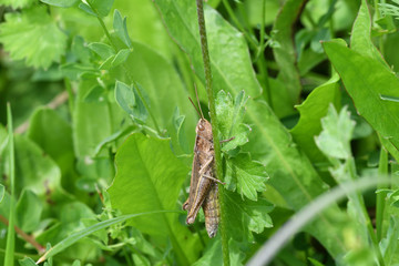 insect Grasshopper hidden on the grass 