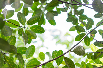 Leaf fresh green background