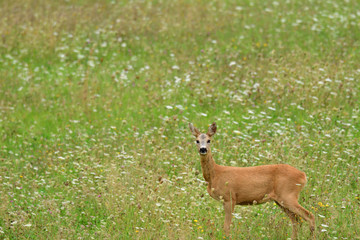 Obraz premium roe grazing on the meadow