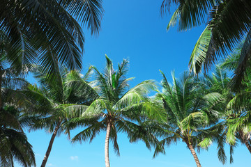 Fototapeta na wymiar Coconut palm trees and blue sky.
