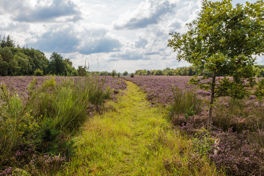 Bloeiende heide tussen Vierhouten en Elspeet