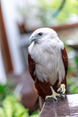 eagle, Philippines