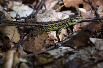 sand lizard in the forest camouflage