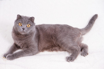Portrait grey cat breed of Scottish Fold lop-eared.