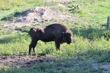 Eurpean bison on the forest sand 