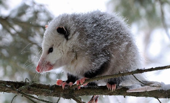 Oppossum