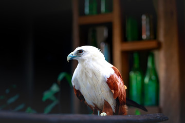 eagle, Philippines