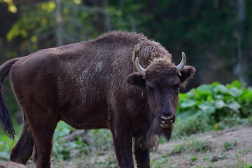 Eurpean bison on the forest sand 