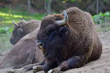 Obraz premium Eurpean bison on the forest sand 