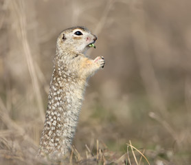 Naklejka na ściany i meble The speckled ground squirrel or spotted souslik (Spermophilus suslicus) on the ground eating a grass.
