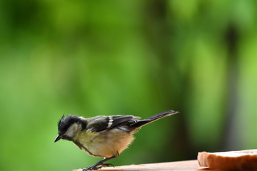 blue titmouse eats seeds in the fodder rack	