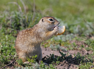 Naklejka na ściany i meble The speckled ground squirrel or spotted souslik (Spermophilus suslicus) on the ground eating a bread.