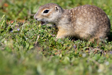 Naklejka na ściany i meble The speckled ground squirrel or spotted souslik (Spermophilus suslicus) on the ground eating a grass. Extra close up view.