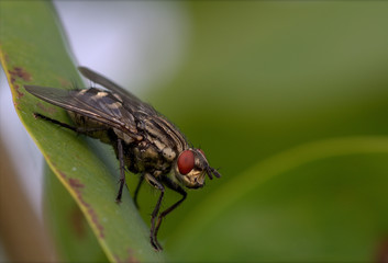 Spy fly on leaves