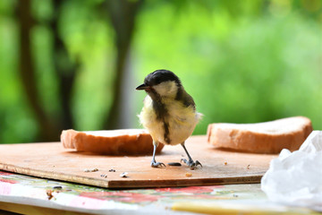 blue titmouse eats seeds in the fodder rack	