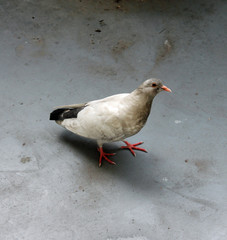 Pigeon parisien