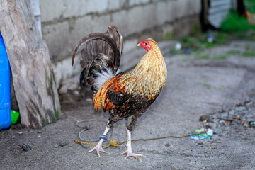 rooster in the farm