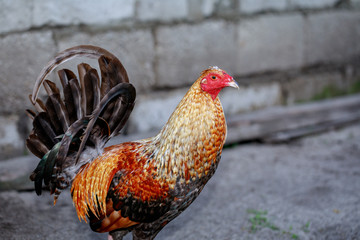 rooster in the farm