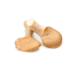 Fresh oyster mushroom isolated on white background