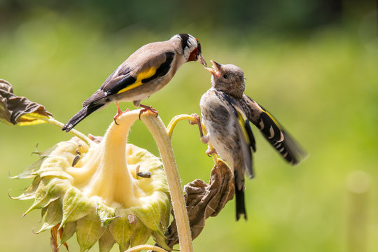 Distelfink f&uuml;ttert Junges auf Sonnenblume