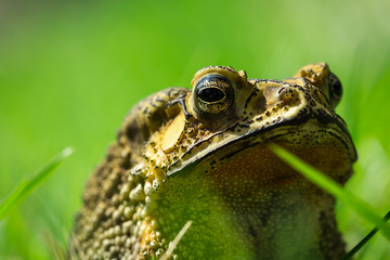 Toad.