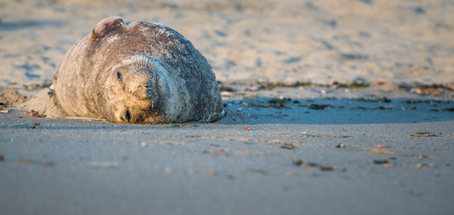Fototapeta na wymiar elephant seal
