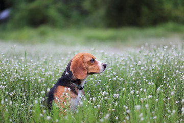 Beagle dog in the wild flower field.