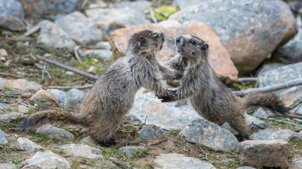 Marmots