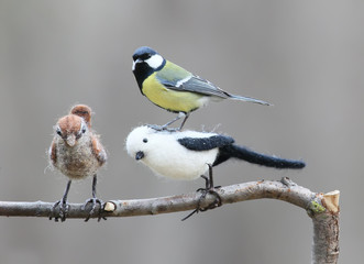 Great tit with two fake birds