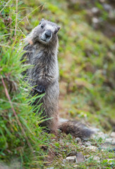 Yellow Bellied Marmot