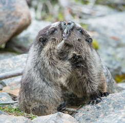 Yellow Bellied Marmot