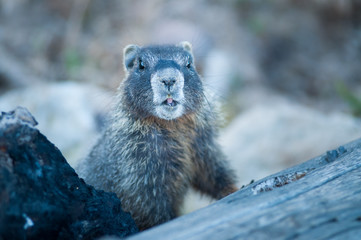 marmot