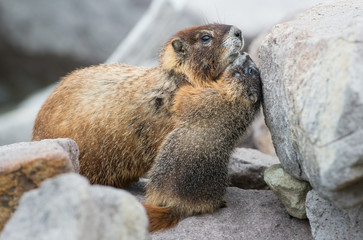 marmot