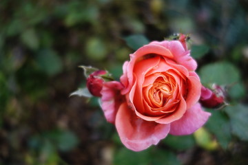 Verträumte Rose