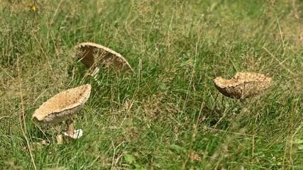 Gemeine Riesenschirmlinge (Macrolepiota procera)
