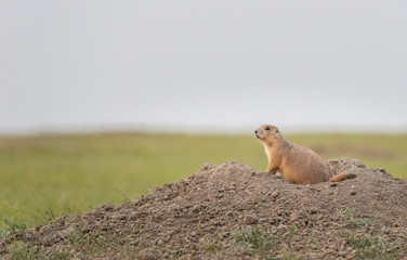 Prairie Dog