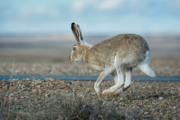 Hare