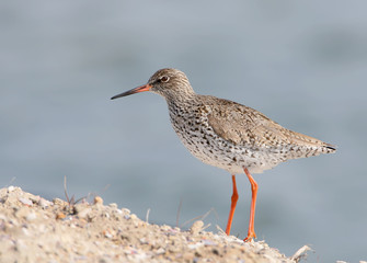 The common redshank  on blue blurred background.