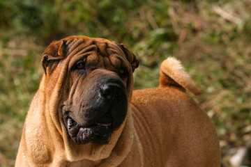 Obraz premium Shar Pei Dog