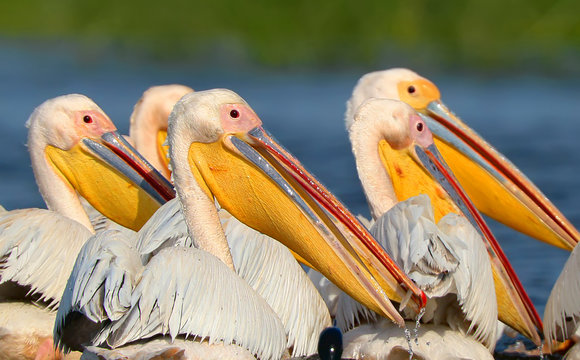 Flock of pelicans extra close up 