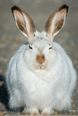 Hare