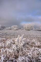 Feld und Wald im Rauhreif