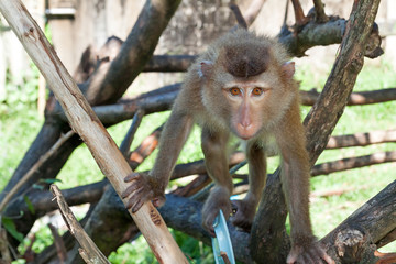 Macaque monkey in widelife, Thailand