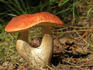 Espen-Rotkappe (Leccinum leucopodium) mit Doppelstiel und Spinne
