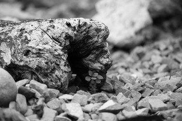 woodlog2